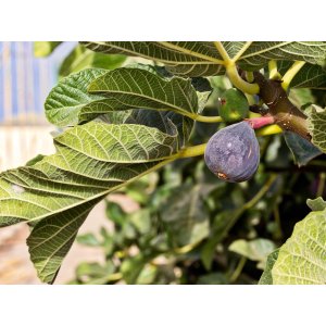 Figovník obyčajný (Ficus carica) ´BROGIOTTO NERO´  - výška 180-200 cm, obvod kmeňa 8/10 cm, kont. C18L - NA KMIENKU (-16°C)